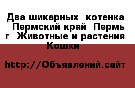 Два шикарных  котенка - Пермский край, Пермь г. Животные и растения » Кошки   